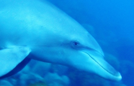 dolphin-3.jpg